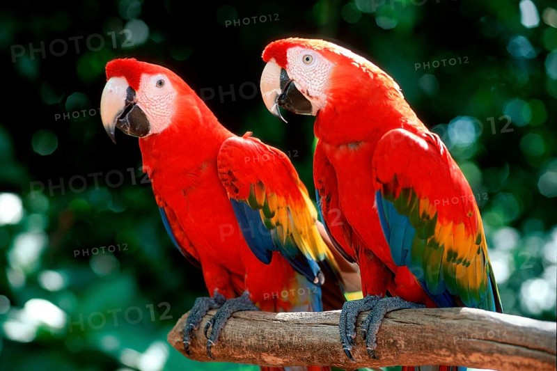 Scarlet macaw (Ara macao)