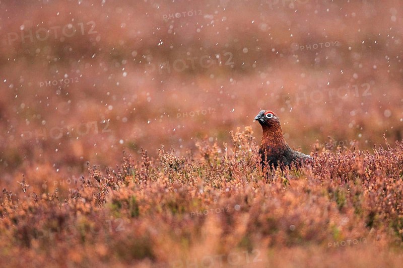 Red Grouse ( Lagopus lagopus scoticus) Rain, Cairngorms National Park, Scotland, United Kingdom, Europe