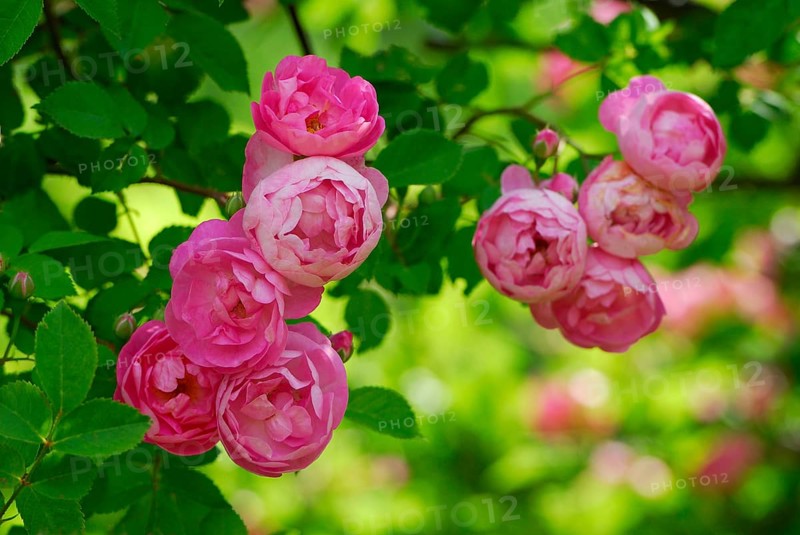 Climbing rose 'Raubritter' (Rosa Macrantha) Kordes 1936