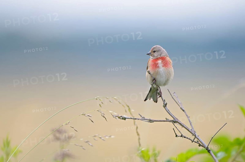 Blood linnet, male, Dingdener Heide nature reserve, North Rhine-Westphalia, Germany, Europe