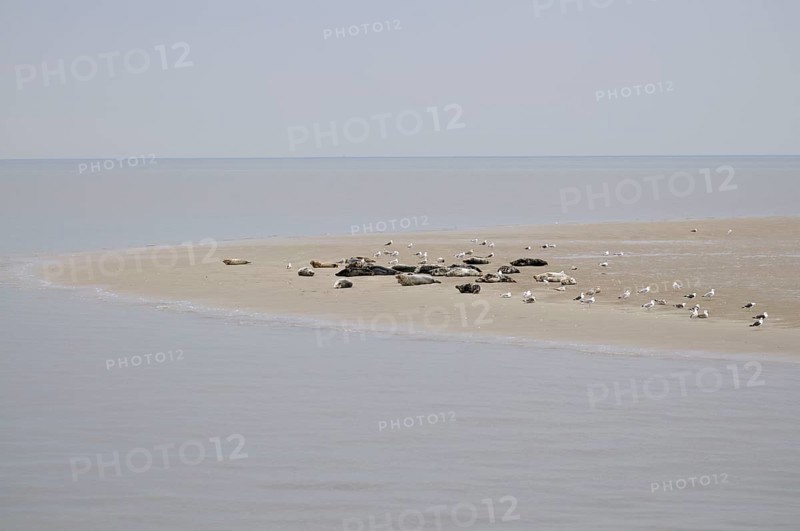 Harbor seals (Phoca vitulina) and grey seals (Halichoerus grypus), on sandbank at low tide, Texel Island, North Holland, Netherlands