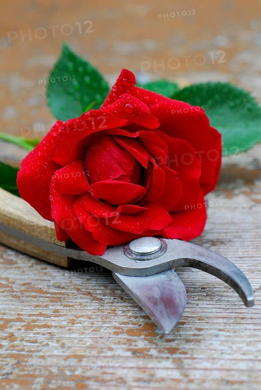 Rose, Climbing rose sympathy, Rose shears, Garden shears