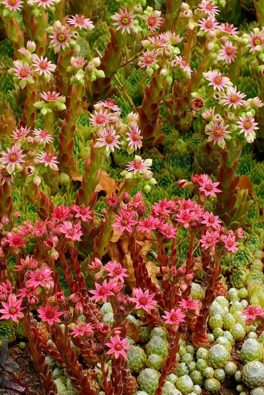 Houseleek (Sempervivum) Hey Hey, Cobweb-Skovtrolds Triumph