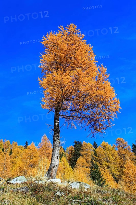 European larch ( Larix decidua) , nwald, Switzerland, Europe
