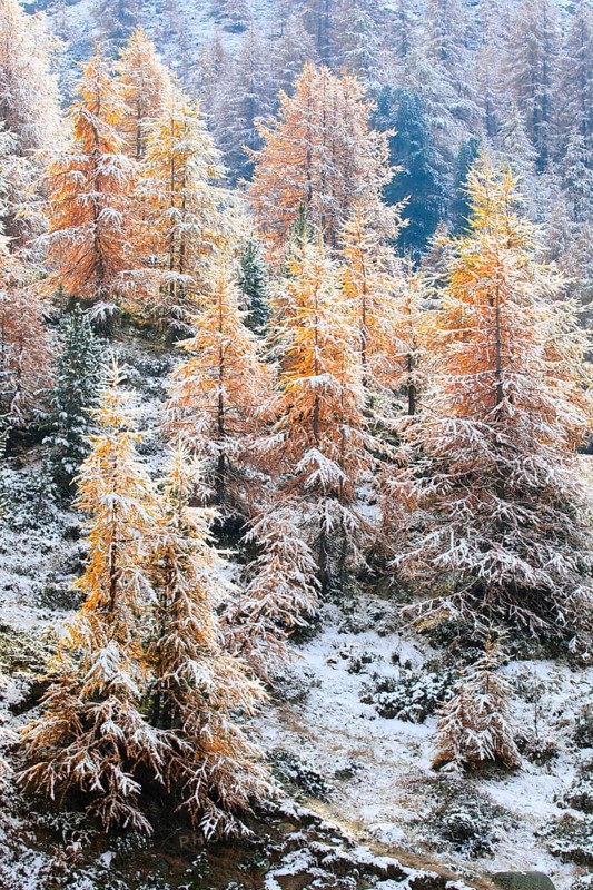 Larch forest , Larch, Valais, Switzerland, Europe