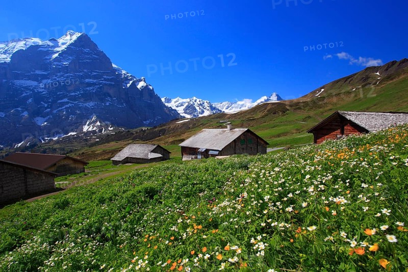 Wetterhorn, Grosse Scheidegg, Bernese Oberland, Switzerland, Europe