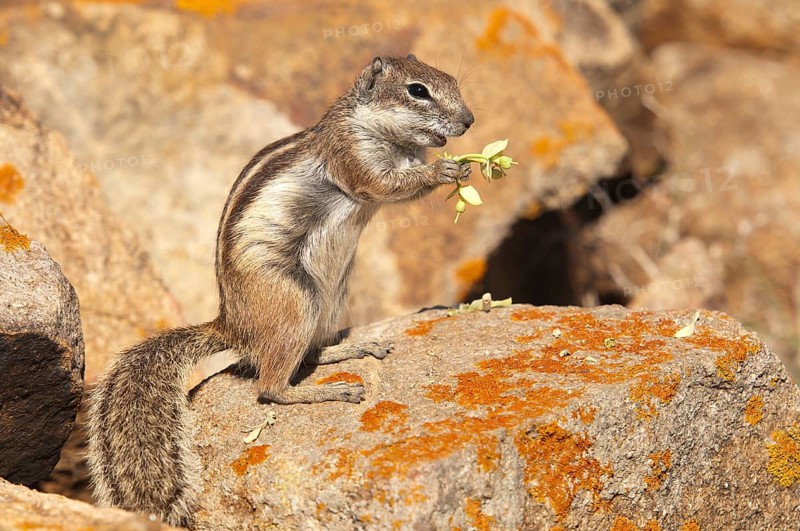 Barbary ground squirrel (Atlantoxerus getulus), chipmunk, Atlantic squirrel, ground squirrel, wildlife, Canary Islands, Fuerteventura, Spain, Europe