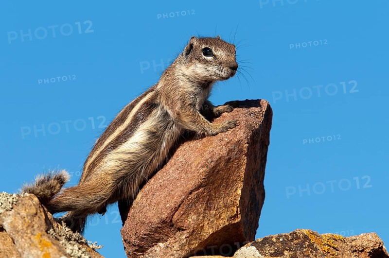 Barbary ground squirrel (Atlantoxerus getulus), chipmunk, Atlantic squirrel, ground squirrel, wildlife, Canary Islands, Fuerteventura, Spain, Europe