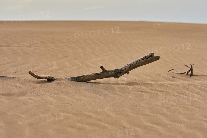Old wood lying on the beach "Platja del Fangar", coast, nature reserve, ebro delta, Catalonia, Spain, Europe