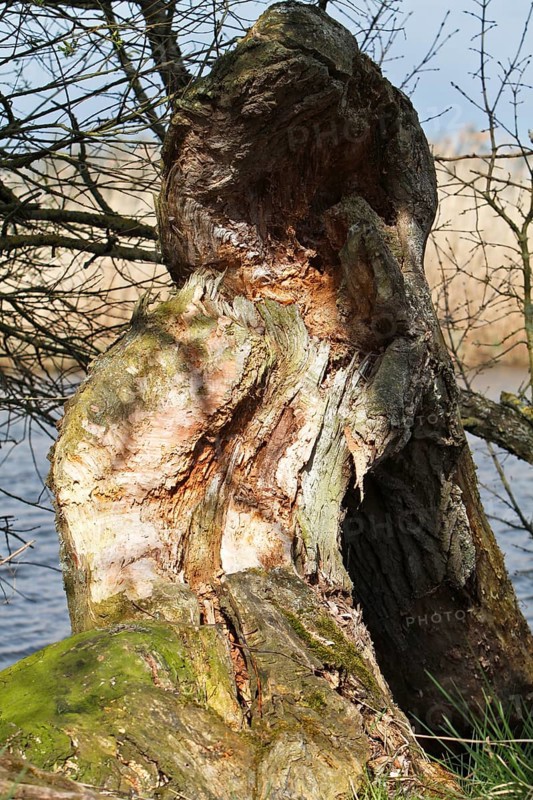 Deadwood, secondary habitat, willow felled by beaver (Castor fiber), beaver feeding, Peene Valley River Landscape nature park Park, Mecklenburg-Western Pomerania, Germany, Europe