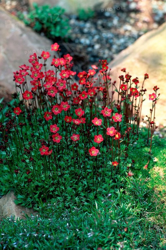 Maiden Pink (Dianthus deltoides)