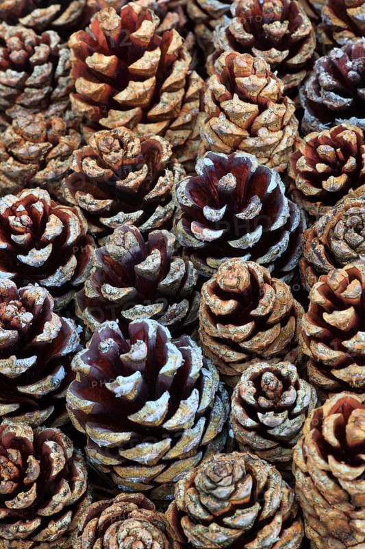Scots pine ( Pinus sylvestris) pine, cone, Cairngorms National Park, Scotland, United Kingdom, Europe