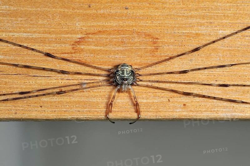 Splay-legged harvestman (Dicranopalpus ramosus) (Dicranochirus ramosus) in resting posture, with legs stretched to the sides, inside house, Germany, Europe