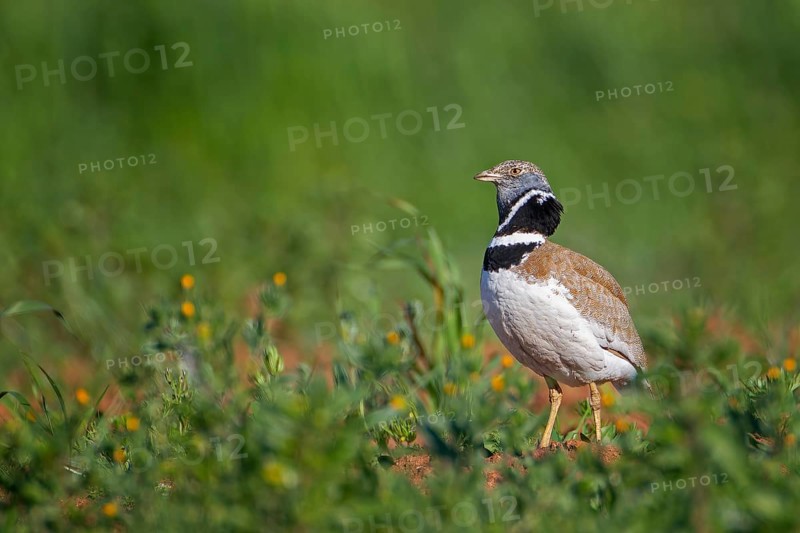 Little Bustard (Tetrax tetrax) mating male, La Serena steppe area, Extremadura, Spain, Europe