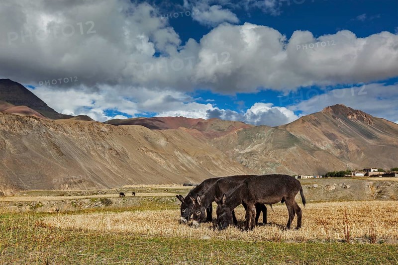 Donkeys grazing in Himalayas. Rupshu Valley, Ladakh India