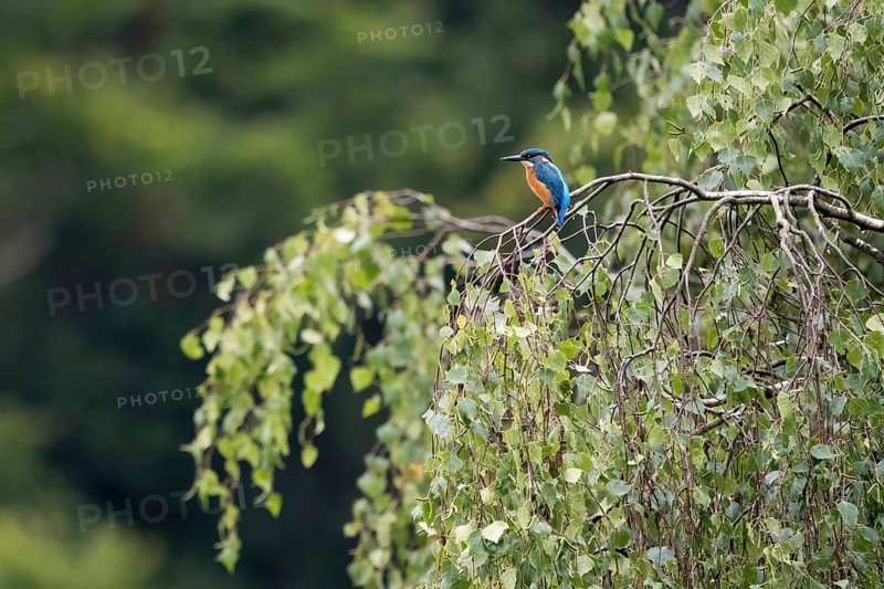 Common kingfisher (Alcedo atthis), sitting on a branch of a birch (Betula), Hesse, Germany, Europe