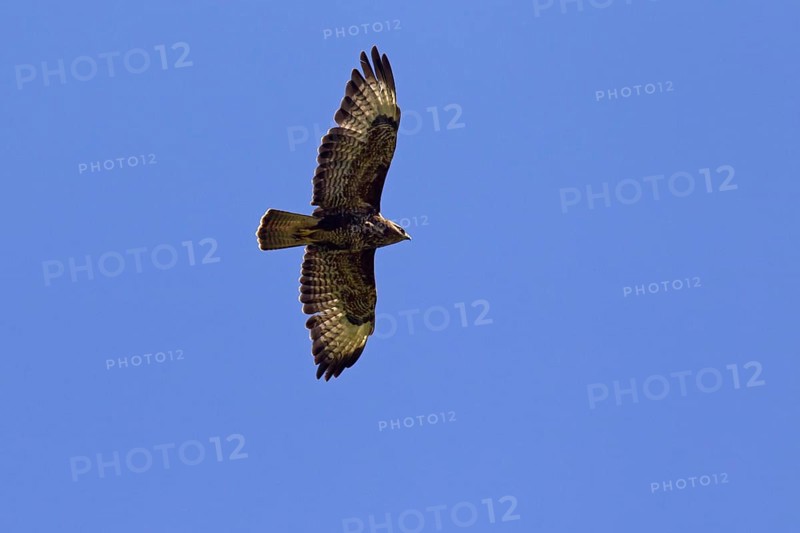 Common Buzzard (Buteo buteo) in flight against blue sky