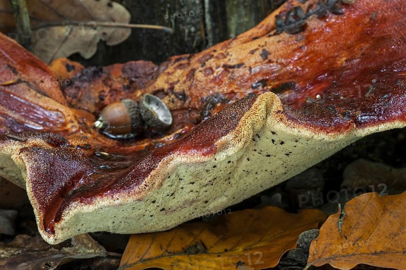 Beefsteak fungus, beefsteak polypore (Fistulina hepatica) ox tongue close up showing underside