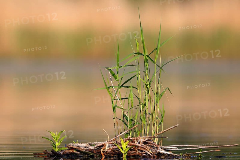 Floating vegetation in the morning light on the river Trebel, Naturpark Flusslandschaft Peenetal, Mecklenburg-Western Pomerania, Germany, Europe