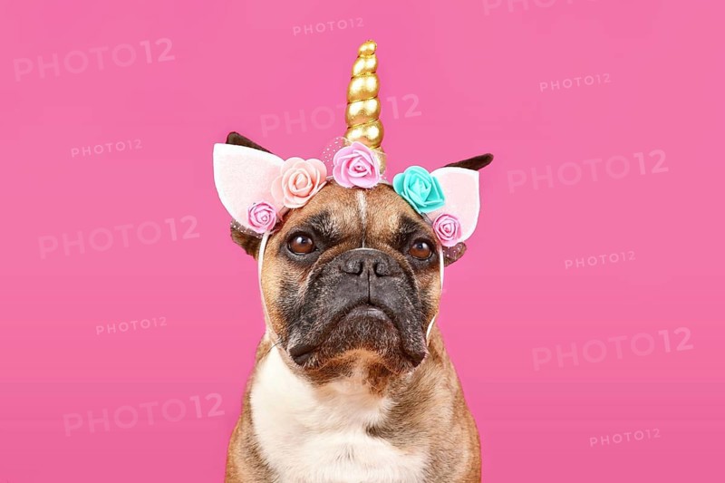 French Bulldog dog wearing unicorn costume headband with flowers and golden horn in front of pink background