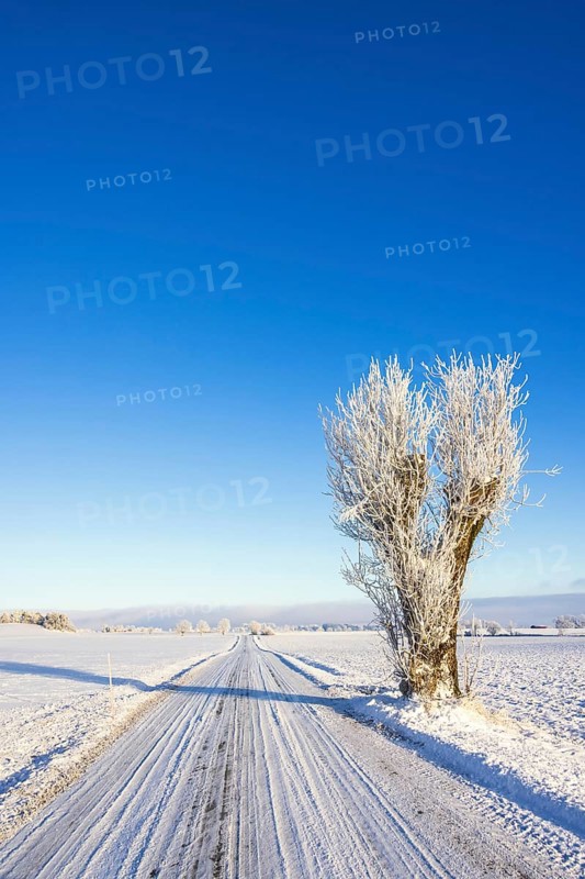 Long straight winter road with a pruned tree in a rural landscape with snow and frost in a cold winter landscape