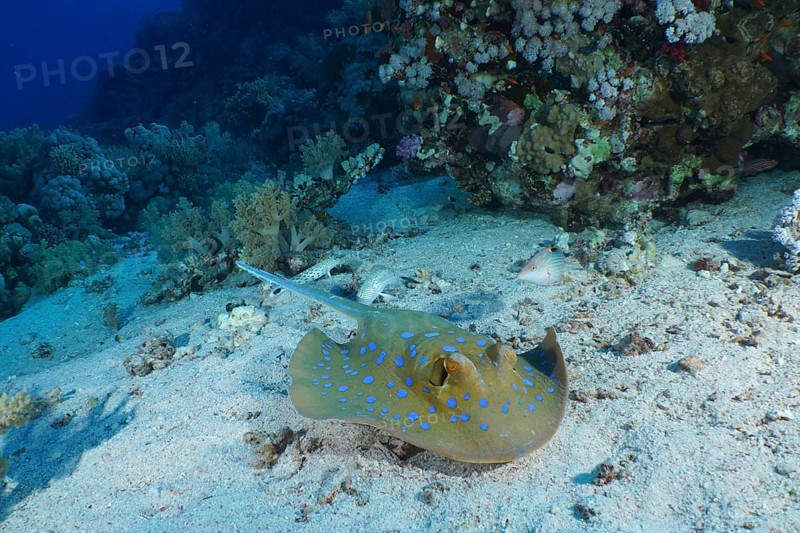 Bluespotted ribbontail ray (Taeniura lymma), Panorama Reef dive site, Hurghada, Egypt, Red Sea, Africa