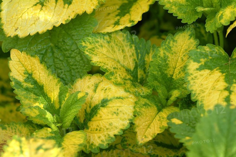 Yellow lemon balm (Melissa officinalis) or melissa, family of the labiates, the foliage leaves, Melissae folium, are used as pharmaceutical drug, medicinal plant of the year 1988