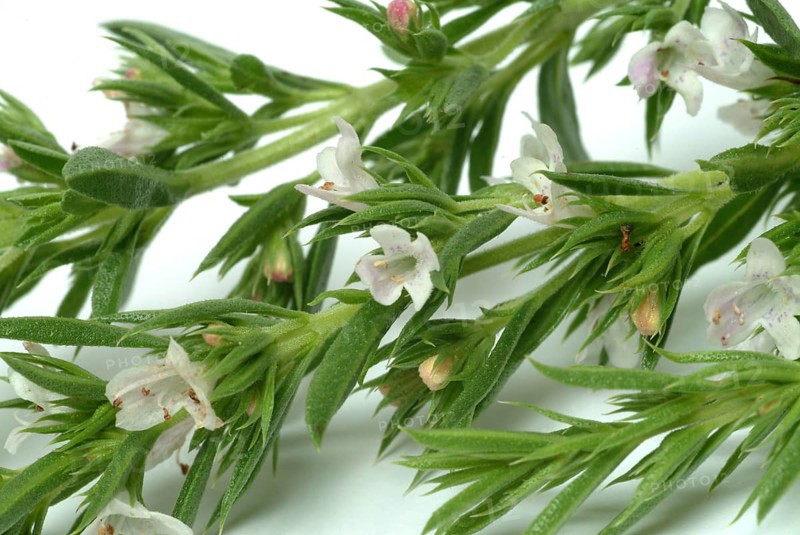Summer savory (Satureja hortensis), also garden savory, true savory, pepperwort, family of the labiates, used since ancient times as a medicinal plant and spice plant