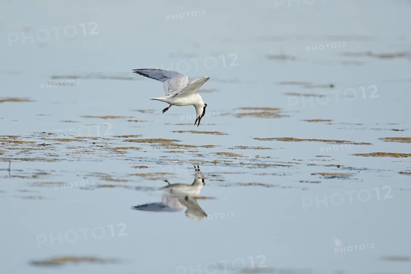 Gull-billed tern (Gelochelidon nilotica) flying in the sky, hunting, ebro delta, Catalonia, Spain, Europe