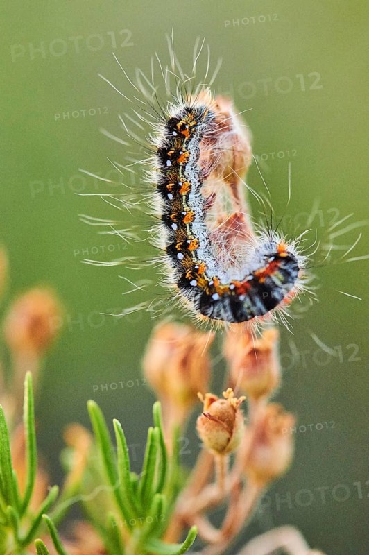 Caterpillar of a Malacosoma constrictum butterfly at Mount "La Talaia del Montmell" at evening, Catalonia, Spain, Europe