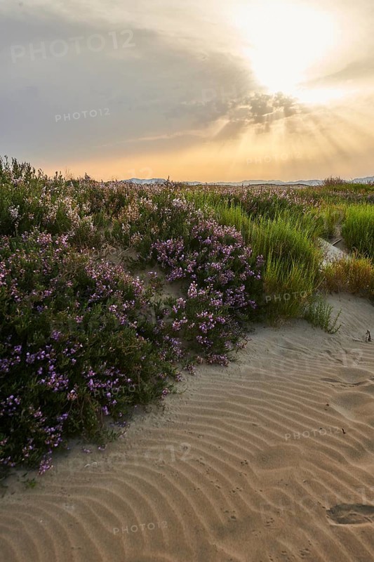 Beach "Platja del Fangar", Vegetation, nature reserve, ebro delta, Catalonia, Spain, Europe