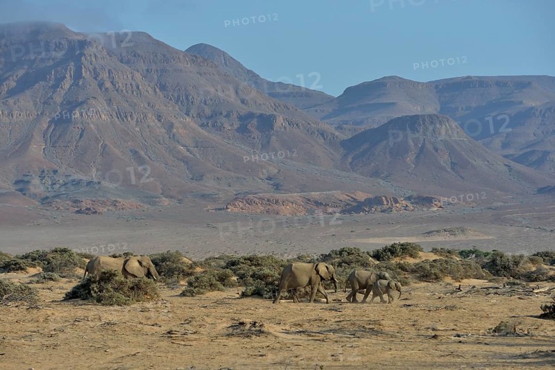 Desert elephants or African elephants (Loxodonta africana), in the dry riverbed of the Huab, Damaraland, Namibia, Africa
