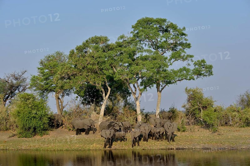 Elephant (Loxodonta africana) herd on the Cuando River, Bwabwata National Park, Zambezi Region, Caprivi Strip, Namibia, Africa