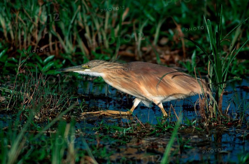 Squacco Heron (Ardeola ralloides), Amboseli national park, Kenya, Rallenreiher, Amboseli Nationalpark, Kenia, seitlich, side Reiher, Africa