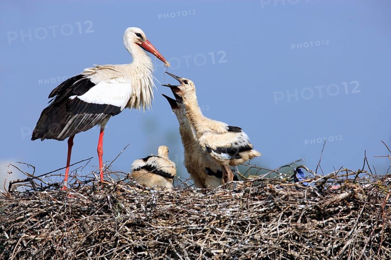 White stork (Ciconia ciconia) and young birds, at the nest, Philippsburg, Baden-Württemberg, Germany, Europe