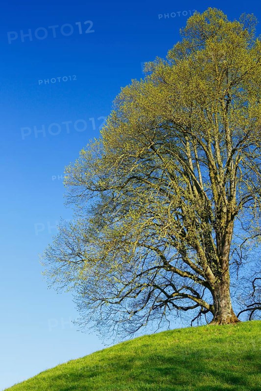 Lime tree, Tilia spec., Basel Country, Switzerland, Europe