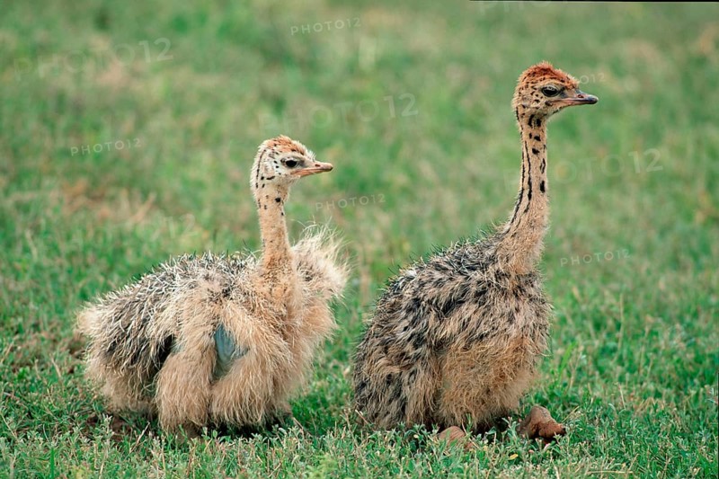 South African Ostrich (Struthio camelus australis), chicks, Kruger national park, South_Africa, side