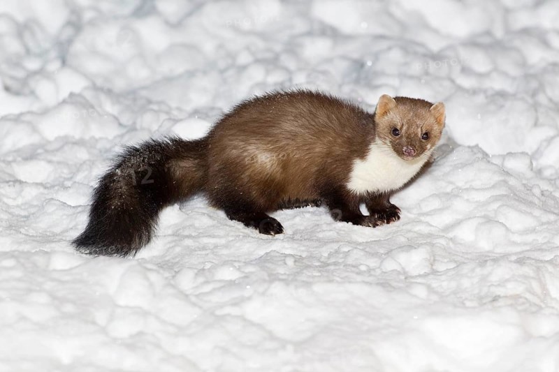 Beech marten (Martes foina) Lower Saxony, Germany, Europe