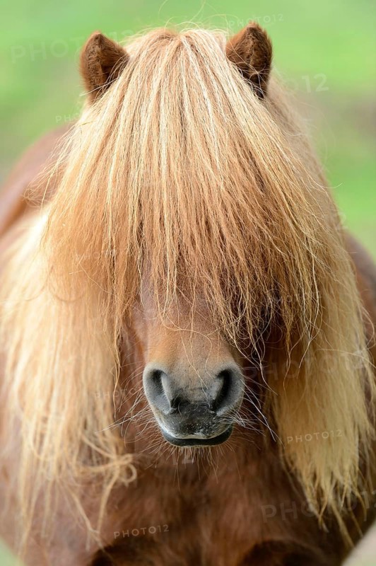 Shetland Pony, Shetty