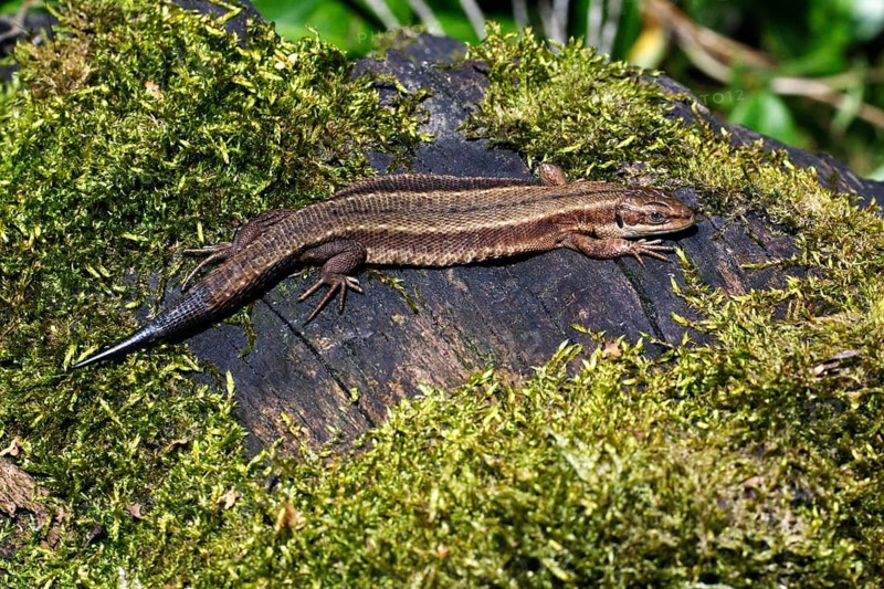 Common Lizard (Lacerta vivipara) with regenerated tail, Lower Saxony, Germany, Europe