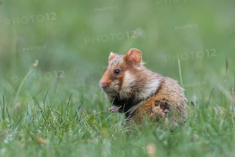 European hamster (Cricetus cricetus), sits in meadow, Neusiedeler See National Park, Burgenland, Austria, Europe