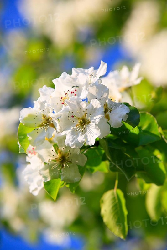 Pear blossoms ( Pyrus communis) , Switzerland, Europe
