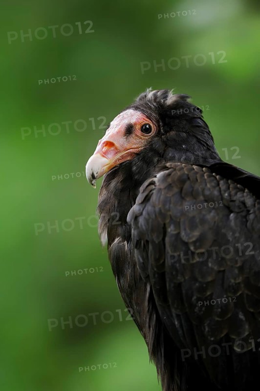 Turkey vulture (Cathartes aura), portrait, Everglades National Park, Florida, USA, North America