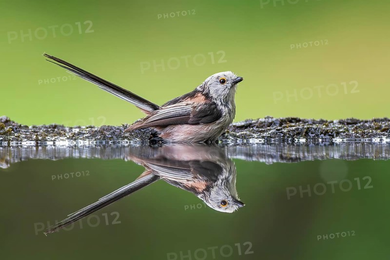 Tail Tit (Aegithalos caudatus) bathing at a drinking trough, sitting in the water, Kiskunsag National Park, Hungary, Europe
