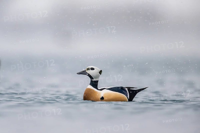 Steller's eider (Polysticta stelleri), male, splendid plumage, Batsfjord, Båtsfjord, Varanger Peninsula, Finnmark, Northern Norway, Norway, Europe