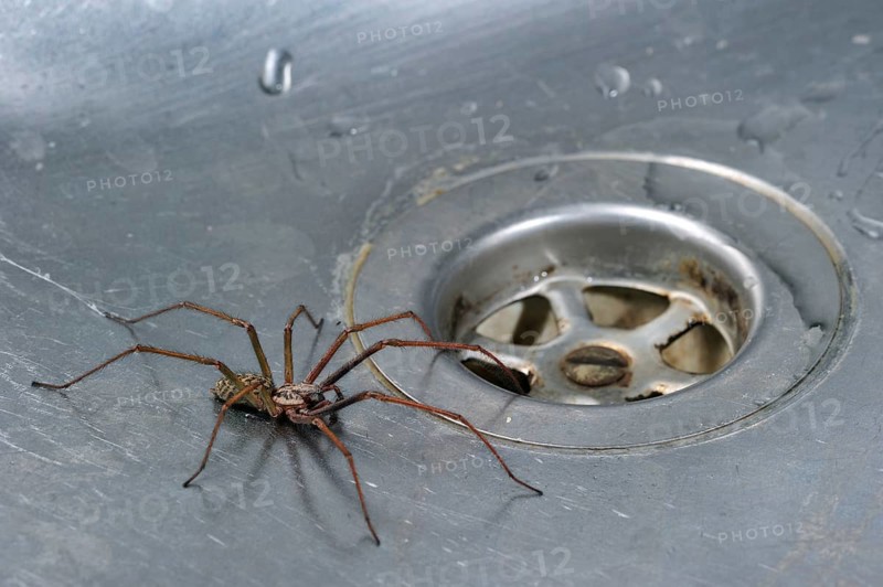 Giant house spider (Tegenaria duellica) (Tegenaria gigantea) in kitchen sink next to drain hole, Belgium, Europe