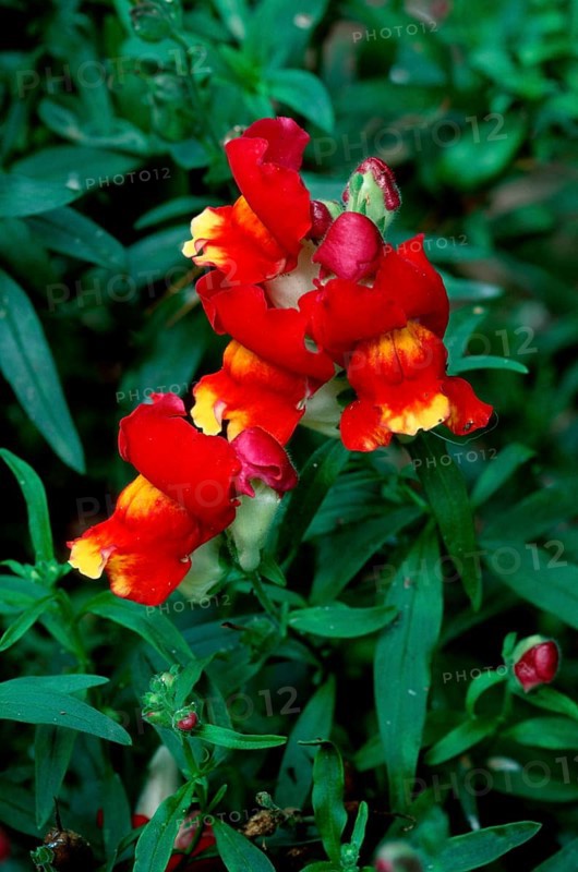 Snapdragon, common snapdragon (Antirrhinum majus), snapdragon, flowers, garden plants pharyngeal plants, brown root plants, Scrophulariaceae, flowers, red, red, vertical