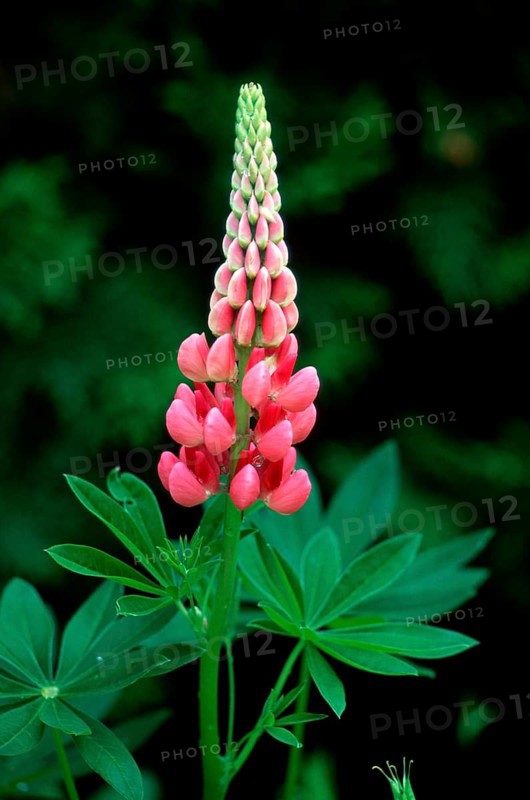 Lupin (Lupinus polyphyllus)