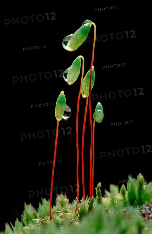 Hornwort moss (Ceratodon purpureus), Lower Saxony, Germany, Europe