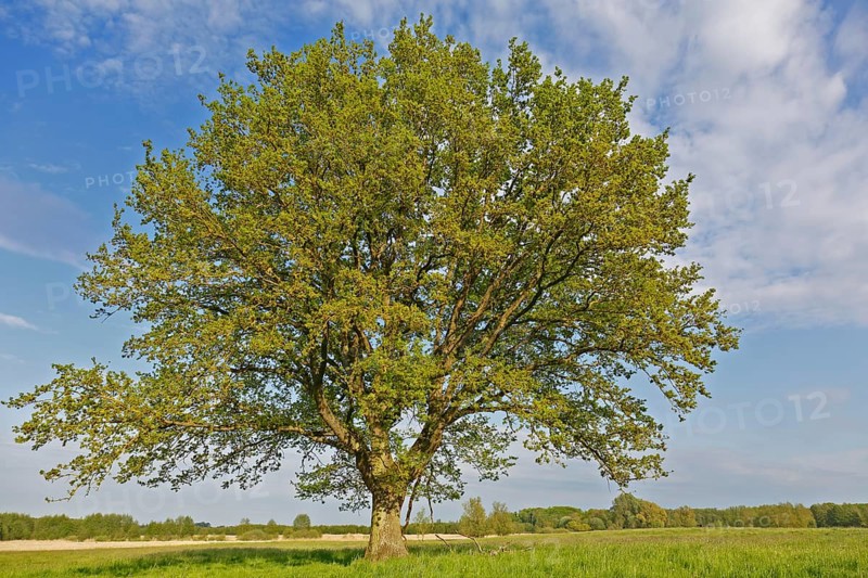 Flowering English oak in a meadow in spring in the valley of the Trebel, Peenetal River Landscape nature park Park, Mecklenburg-Western Pomerania, Germany, Europe